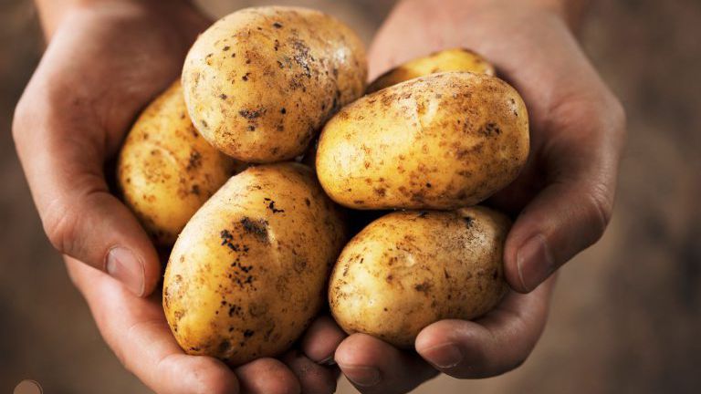 Hand mit Kartoffeln