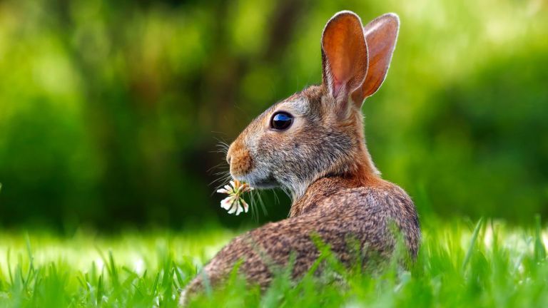 Was uns der Osterhase bringt?