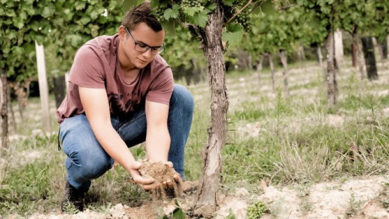 Lebendiger Weingarten, natürlicher Wein 