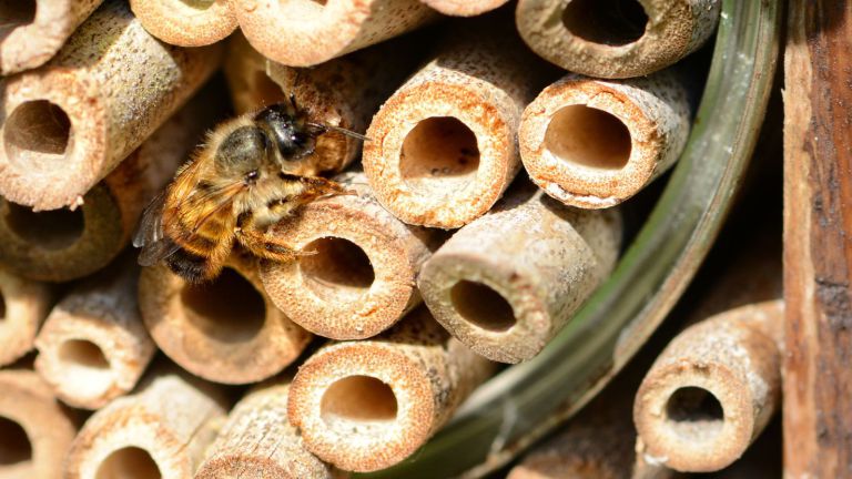 Wildbienen brauchen unsere Hilfe