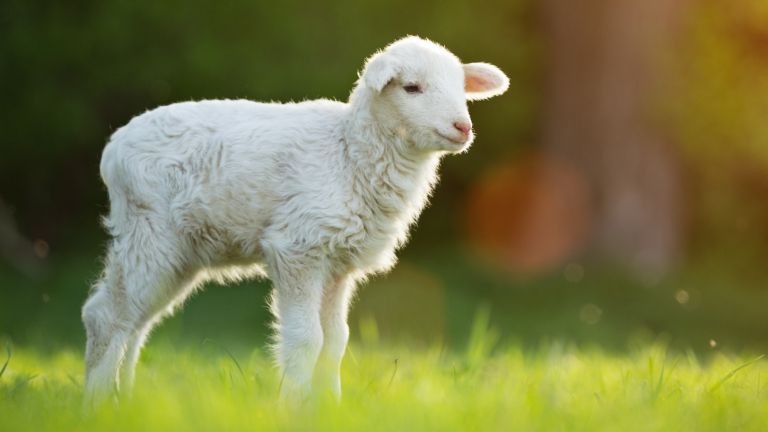 Zwischen lammfromm und Lammbraten