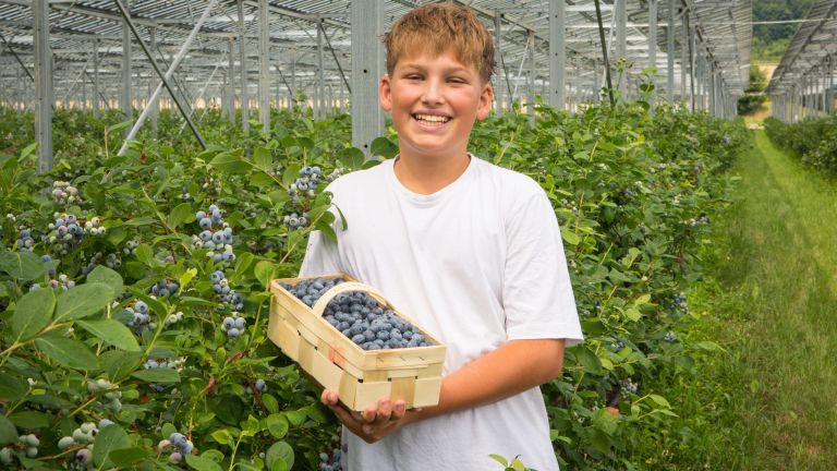 Heidelbeeren nachhaltig pflücken