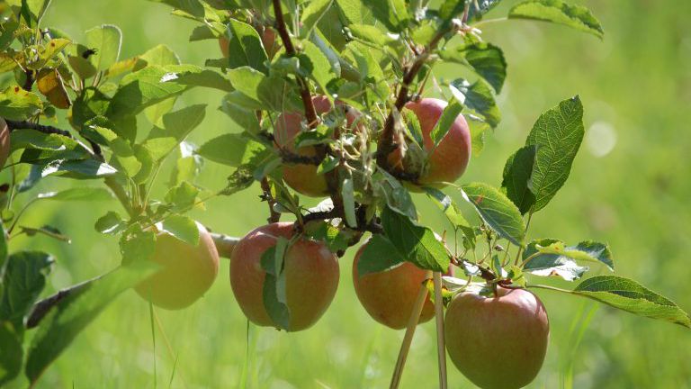 Äpfel am Baum