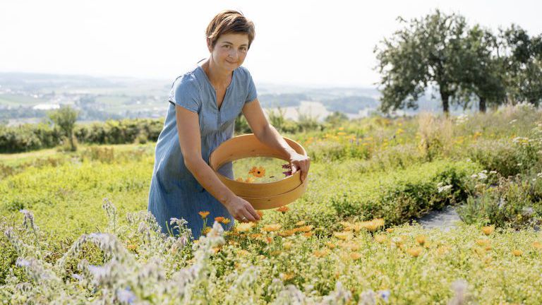 Junge Frau beim Ringelblumenpflücken