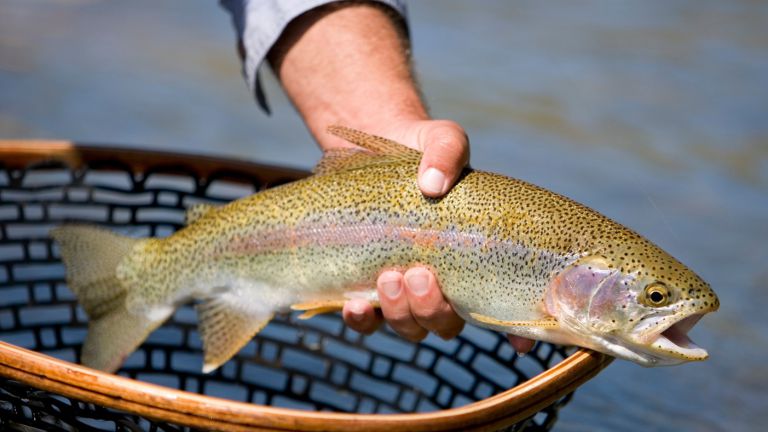 Ist Österreich leergefischt?