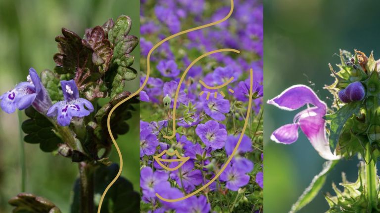 Lila Kraftpakete für die Haut