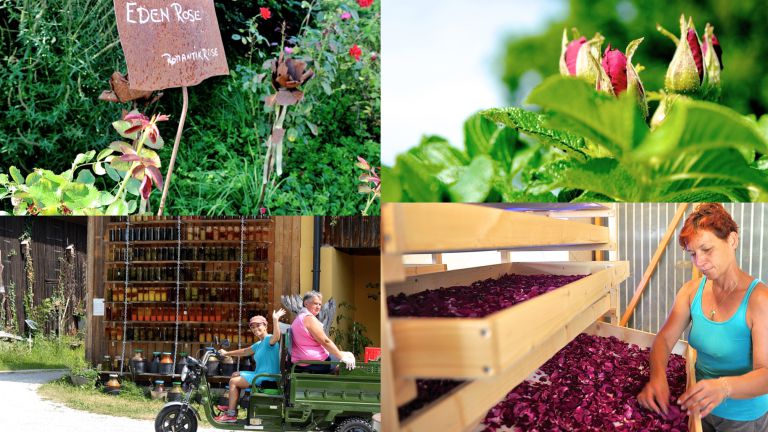 Die Kraft der Kräuter entdecken