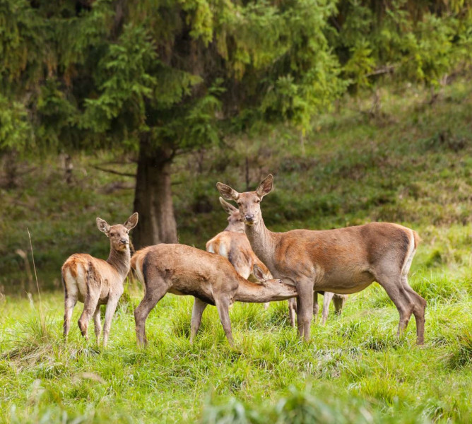 kalkalpen.wild Hirsch Gulasch Premium - kalkalpen.wild - Bauernladen