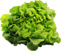 Eichblatt grün Salat