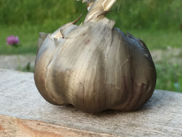 Geräucherter Knoblauch