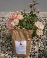 Alpakagold 500g