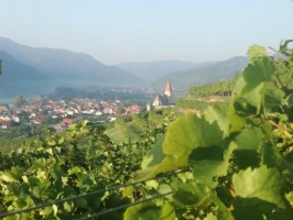Grüner Veltliner Qualitätswein 2019