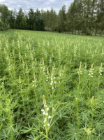 Lupinenmehl