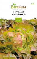 Bio-Kopfsalat „Wintermarie“ SSSAL023