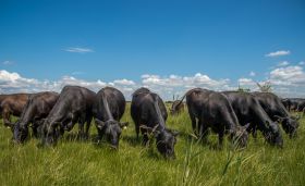 Esterhazy Bio Angus Rind Paket