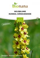 Bio-Wildblume Dunkel-Königskerze SSBLU013