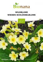 Bio-Wildblume Wiesen-Schlüsselblume SSBLU024