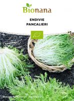 Bio-Endivie Frisée „Pancalieri“ SSZIC002