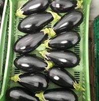 Bio Melanzani aus dem Burgenland