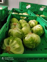 Bio Eisberg Salat aus dem Burgenland