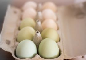 10 helle Freiland-Eier 