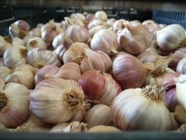 Knoblauch