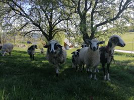 Schafspaziergang 