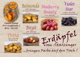 Erdäpfel Violet Star