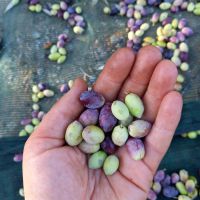 Olivenöl Nativ Extra, 3 Liter