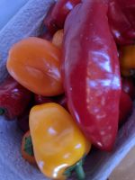 Paprika - Vielfalt frisch vom Hof