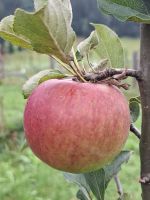 Frische Äpfel vom Hof
