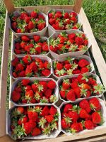 Erdbeeren frisch vom Hof