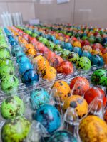 12 Gefärbte Wachteleier 