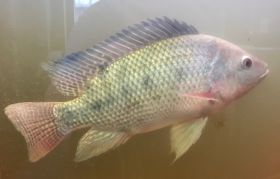 Tilapia Setzlinge 2 – 5cm