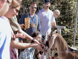 Tiere füttern 