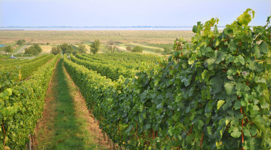 Das pannonische Klima, und die nähe zum Neusiedlersee ist für die Reifung der Weintrauben optimal.