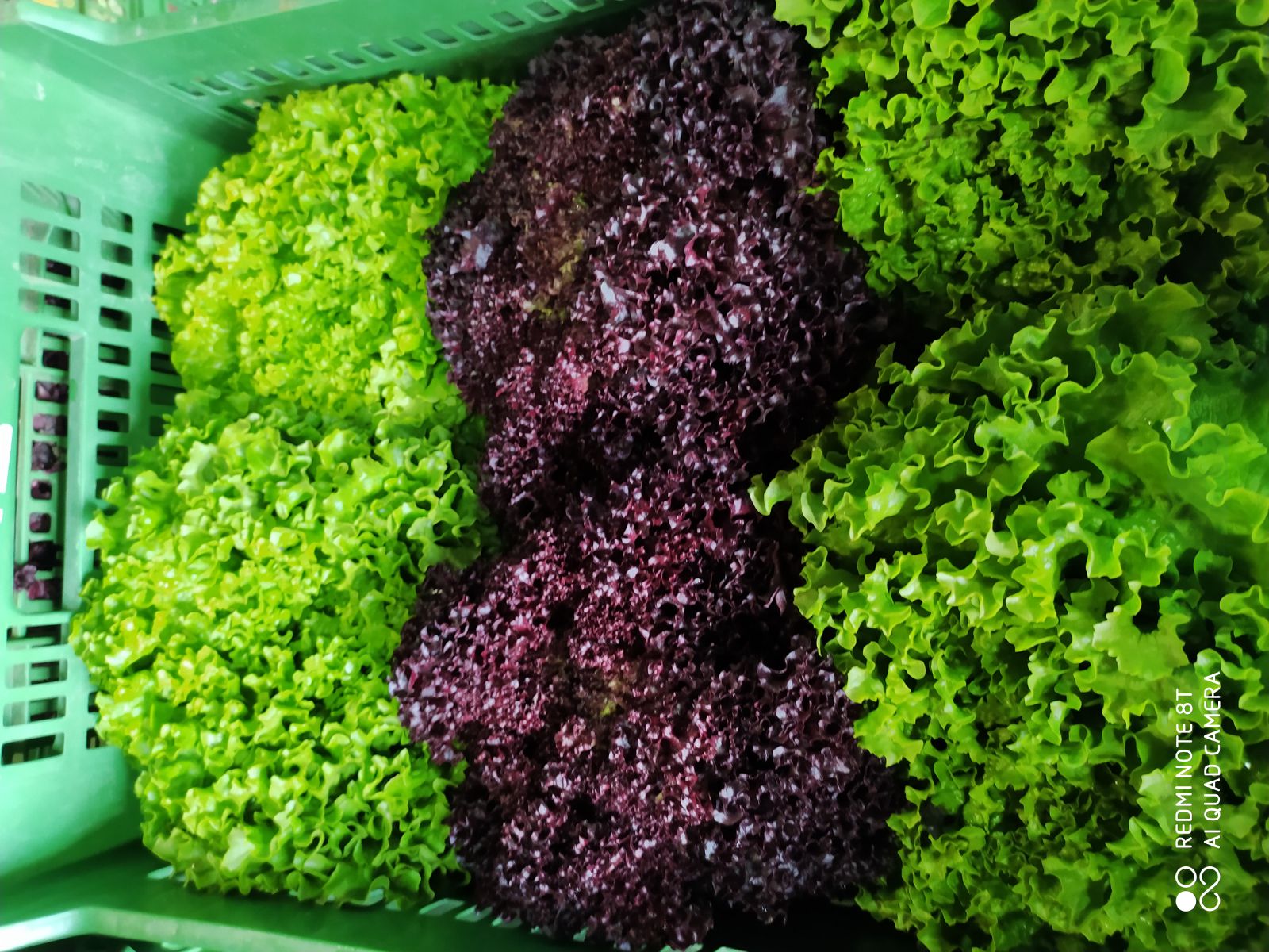 Bio Salat Mix Kiste - Gemuch GmbH - Bauernladen