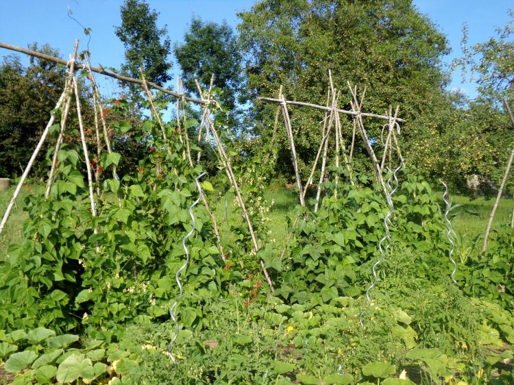 BohnenEinsteigerSet "Garten" Pressmayr Bauernladen