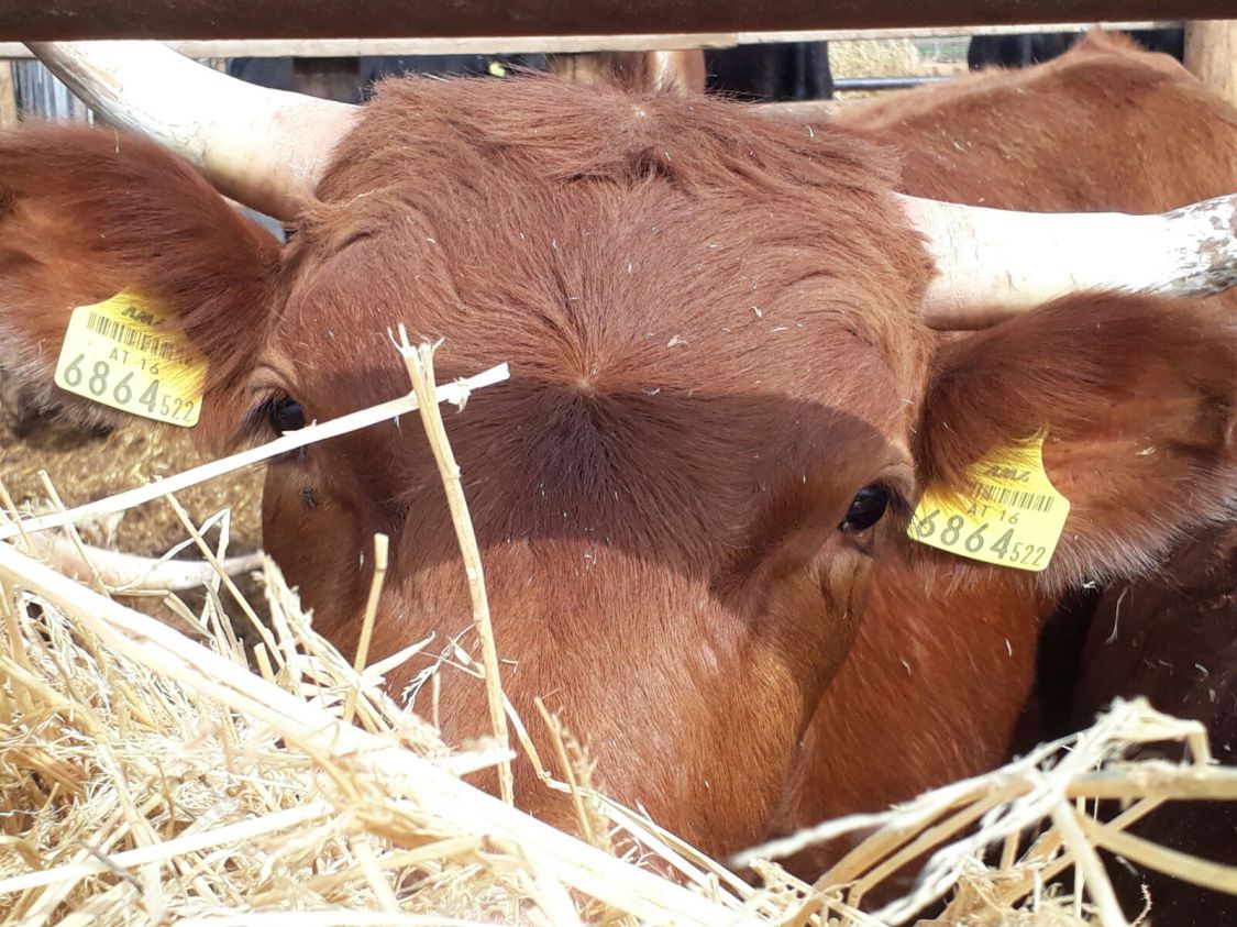 5 kg Bio Rindfleisch Mischpaket - Bio Obi - Bio Rindfleisch & Bio Hendl ...