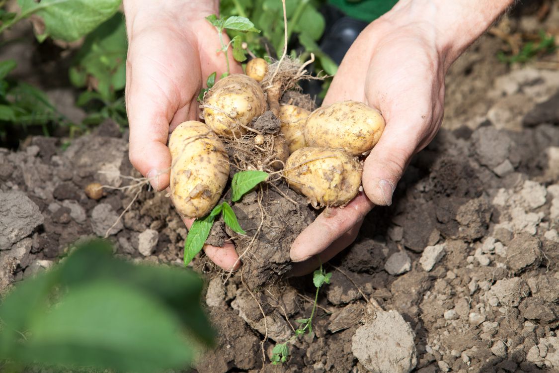 Vielfalt der Kartoffel Dandlhof Bauernladen