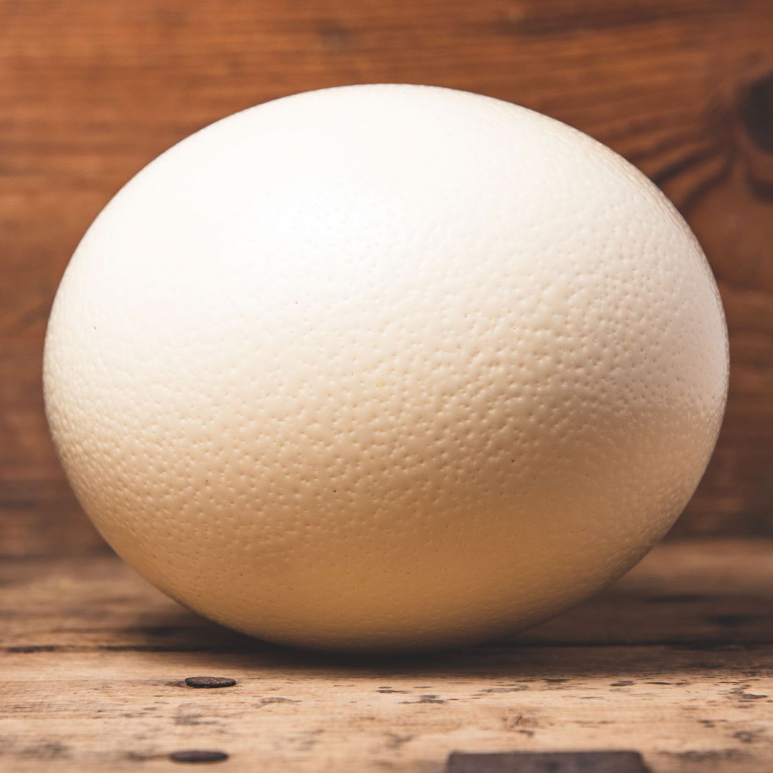 Straußenei leer Straußenland Gärtner Bauernladen Straußenei leer Straußenland Gärtner Bauernladen