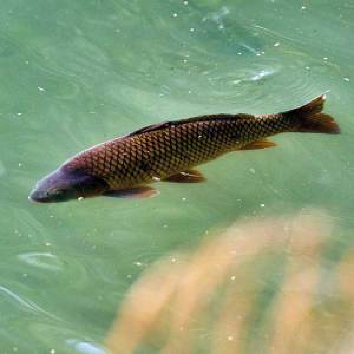 Amurkarpfen - Filet geschröpft