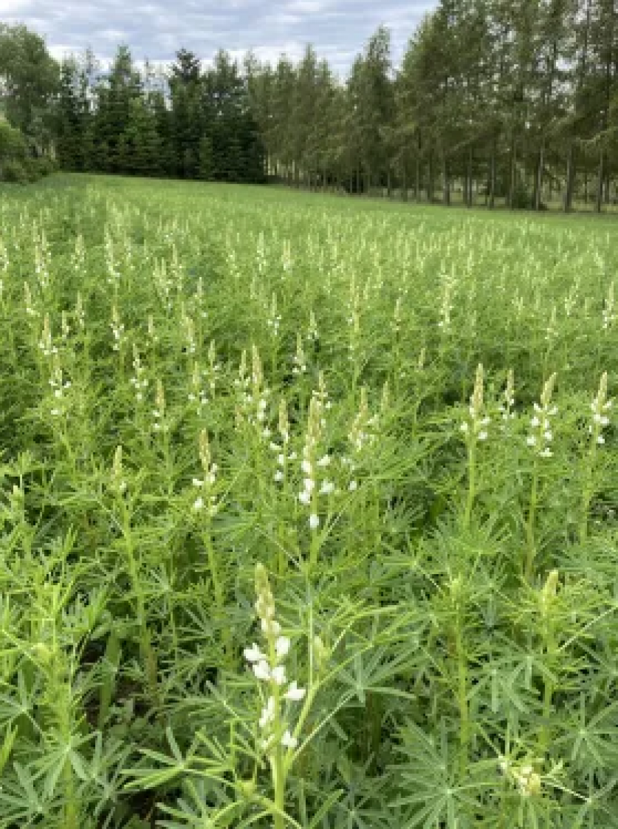 Lupinenmehl - erntegut - Bauernladen