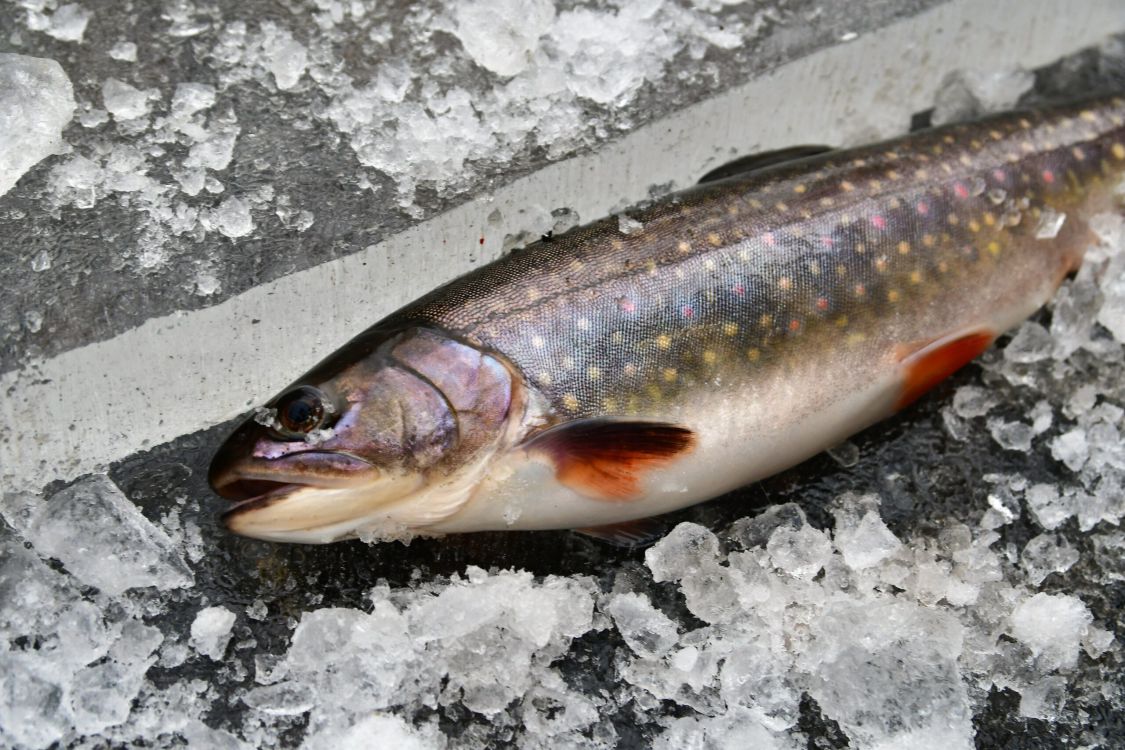 Bio-Saibling - Gut Ottenstein Ab-Hof-Laden - Bauernladen