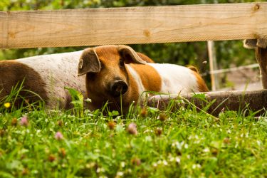 Unsere Schweine leben die Hälfte Ihres Jahres bei uns am Hof in freier Natur unter unserem schönen Ahornbaum. Da haben Sie Schatten, frische luft und Sonne und können sich nach Herzenslust suhlen. 
Ihre Zeit im Stall verbringen sie auf viel Stroh mit Auslauf und Bergblick. 