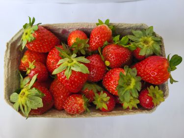 Bio-Erdbeeren