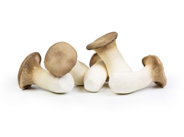 Unser Kräuterseitling (Pleurotus eryngii) hat einen vollen, nussig-würzigen Geschmack und verfügt über eine fleischige Textur. Er kann gebraten, gedünstet, gegrillt, frittiert oder in Suppen und Saucen verwendet werden. Da er beim Erhitzen seinen Biss erhält, eignet er sich ideal als Fleischersatz. Kräuterseitlinge sind reich an Proteinen, Vitaminen, Mineralstoffen und Ballaststoffen und dürfen somit in einer ausgewogenen, gesunden Ernährung nicht fehlen.
Unsere Empfehlung: Wir bereiten unseren Kräuterseitling am liebsten paniert als Schnitzel zu. Durch den dicken Stiel und die fest-fleischige Konsistenz behält der Kräuterseitling neben seiner Form auch seinen Biss, was ihn zu einem beliebten Fleischersatz macht. Im Sommer funktioniert der Kräuterseitling auch auf dem Grill perfekt.