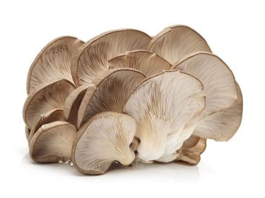 Unser Austernseitling (Pleurotus ostreanus) verfügt über einen vollen, fleischigen Umami Geschmack und eine angenehm zarte Textur sodass er beim Verzehr oft mit Kalbsfleisch verglichen wird. Er ist ein echter Allrounder in der Zubereitung und kann frittiert, gebraten, gegrillt, gedünstet oder roh gegessen werden. Er eignet sich gut für Salate, Suppen, Saucen, Pfannengerichte oder Eintöpfe und kann sowohl als Fleischersatz als auch als Beilage verwendet werden. Außerdem sind Austernseitlinge reich an Proteinen, Ballaststoffen, Vitaminen und Mineralien.

Unsere Empfehlung: Wir mögen den Austernseitling am liebsten gebraten als Fleischersatz in Pfannengerichten. Er behält beim Anbraten seine Form und wird je nach Bratdauer sogar knusprig. Da er über einen vergleichsweise milden Eigengeschmack verfügt und Röstaromen sehr gut annimmt, kommt der Austernseitling auch bei Pilz-Neulingen sehr gut an.